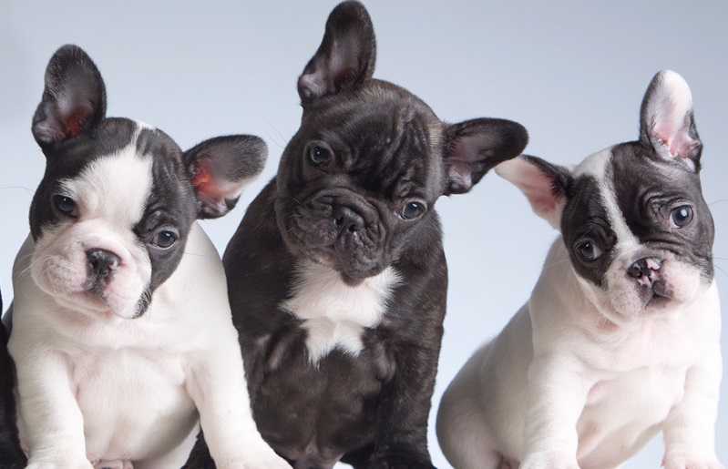 Few Things To Be Known Before Getting A Frenchie Dog - avery verse