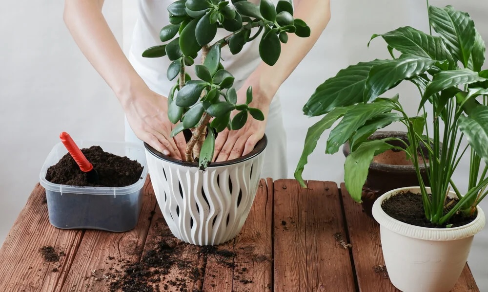 Discover the Benefits of Wholesale Nursery Pots